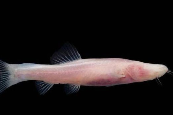 无眼平鳅是什么鱼？