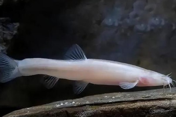 无眼平鳅是什么鱼？