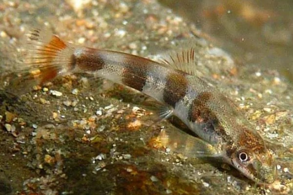 拟平鳅是什么鱼？