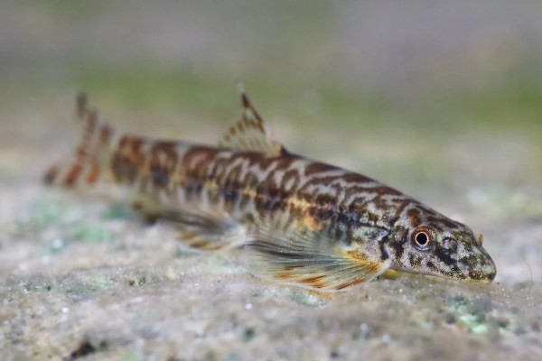 拟平鳅是什么鱼？