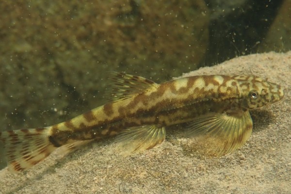 拟平鳅是什么鱼？