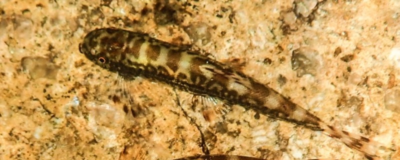 广西华平鳅是什么鱼？