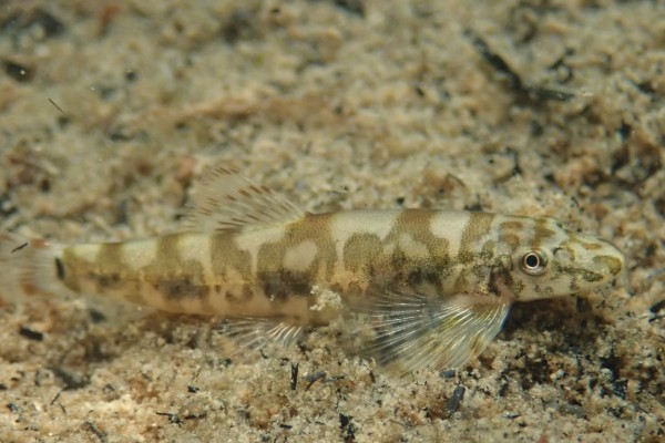 广西华平鳅是什么鱼？