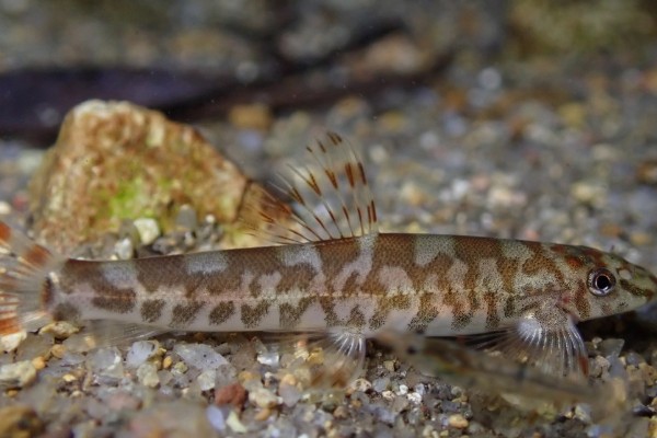 广西华平鳅是什么鱼？