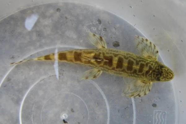 广西华平鳅是什么鱼？