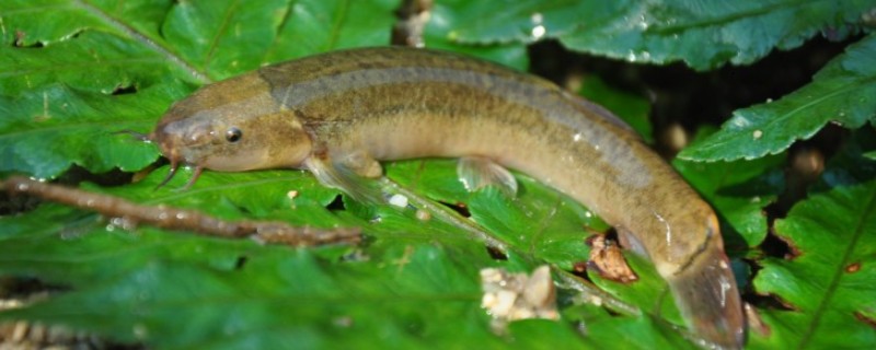平头平鳅是什么鱼?