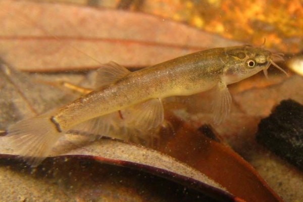 平头平鳅是什么鱼?