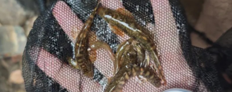 琼中拟平鳅是什么鱼？