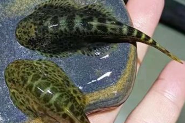 峨眉后平鳅是什么鱼？