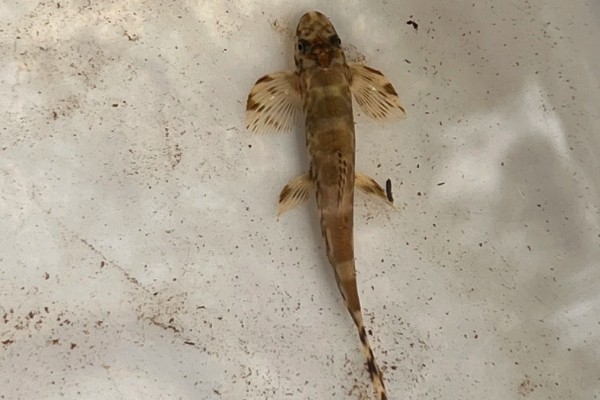 琼中拟平鳅是什么鱼？