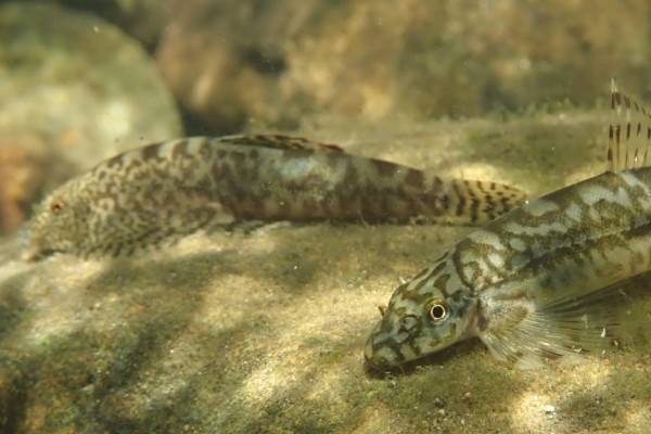 峨眉后平鳅是什么鱼？