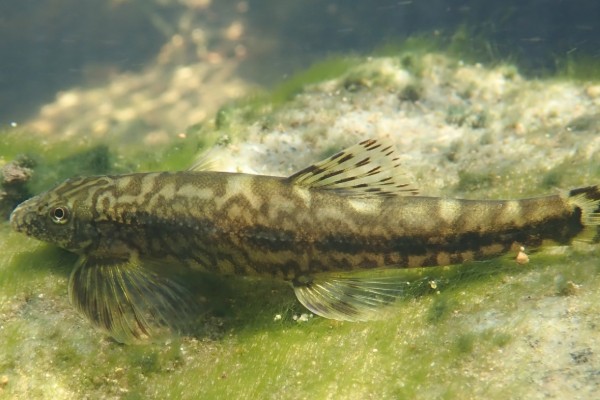 峨眉后平鳅是什么鱼？