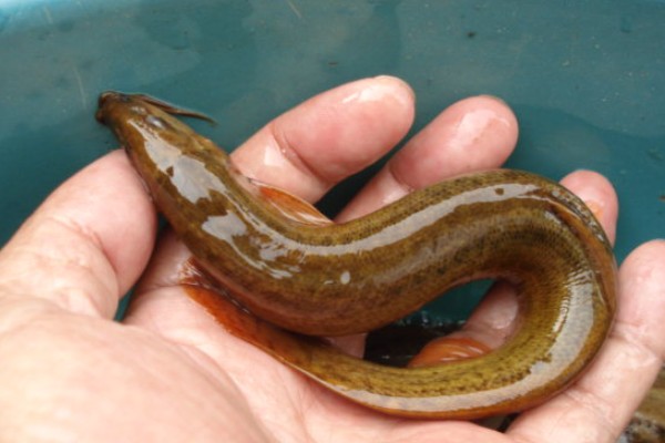 叉尾平鳅是什么鱼？