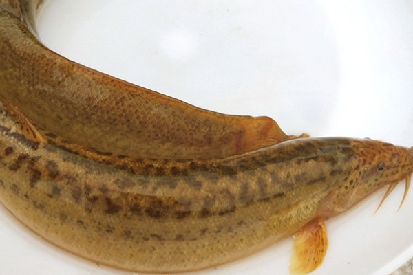 叉尾平鳅是什么鱼？