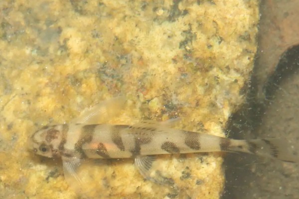 琼中拟平鳅是什么鱼？