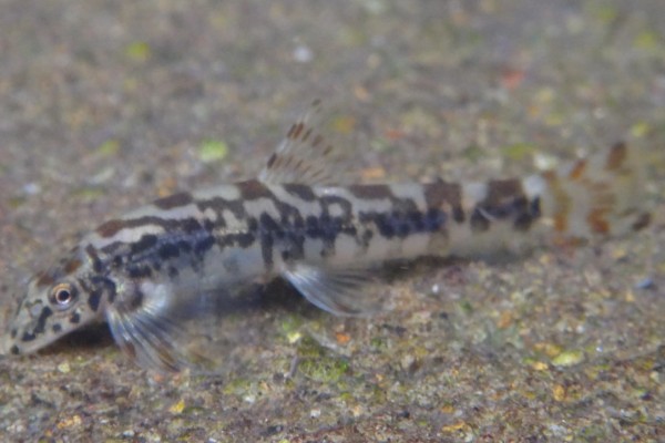 云南平鳅是什么鱼？