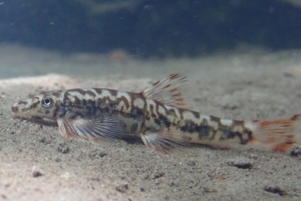 云南平鳅是什么鱼？