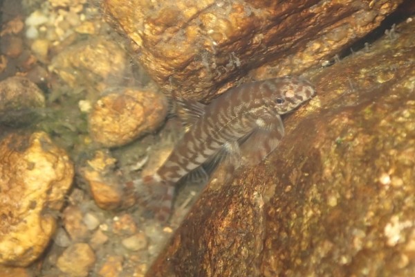 云南平鳅是什么鱼？