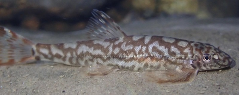 云南平鳅是什么鱼？