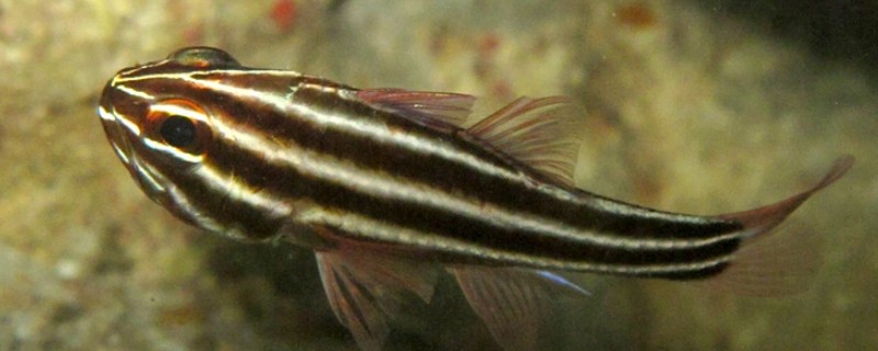 黑带天竺鲷是什么鱼？