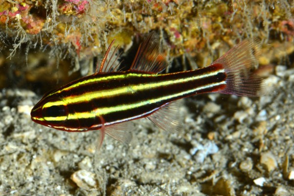 黑带天竺鲷是什么鱼？