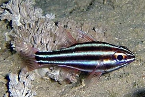 黑带天竺鲷是什么鱼？