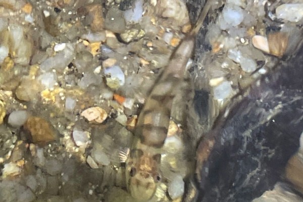 琼中拟平鳅是什么鱼？