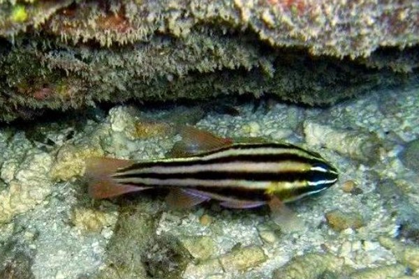 黑带天竺鲷是什么鱼？