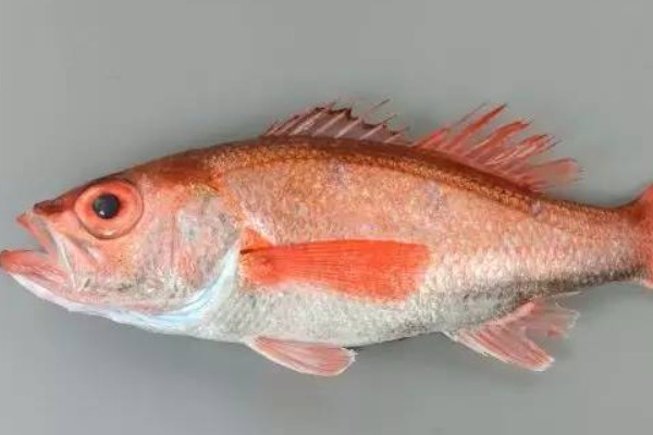 陈氏天竺鲷是什么鱼？