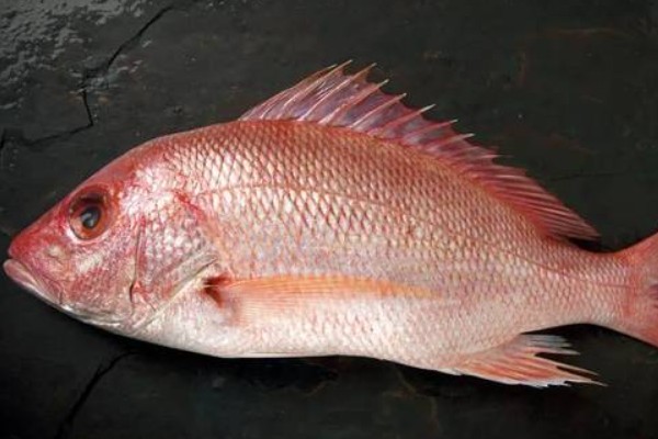 陈氏天竺鲷是什么鱼？