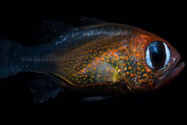 阿纳兹管竺鲷是什么鱼？