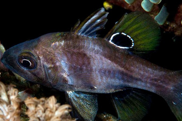 阿纳兹管竺鲷是什么鱼？