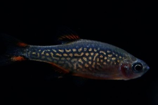 阿纳兹管竺鲷是什么鱼？