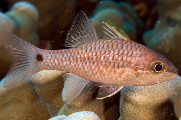 长棘天竺鲷是什么鱼？