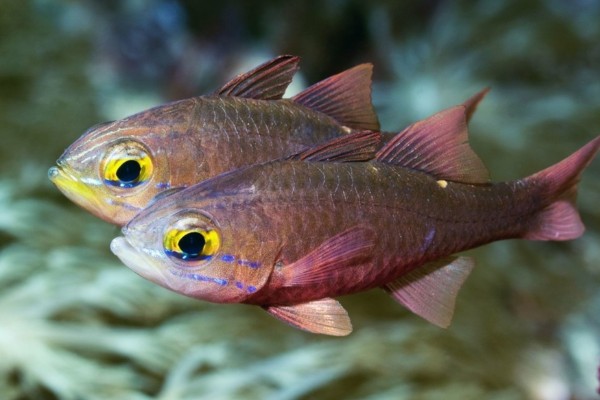 长棘天竺鲷是什么鱼？