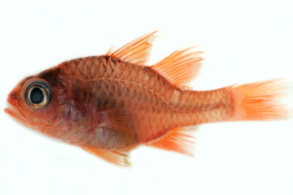 长棘天竺鲷是什么鱼？