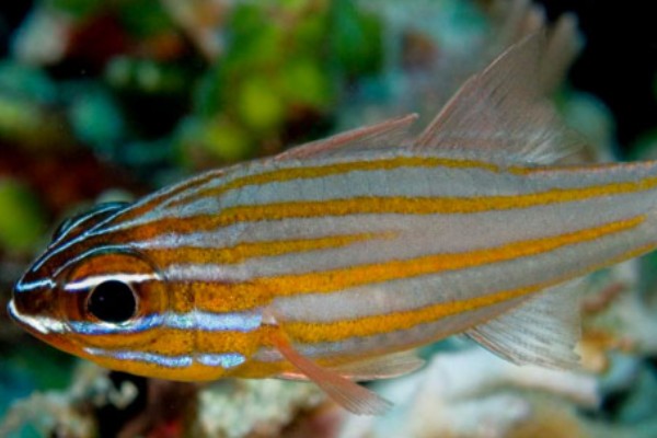 金线天竺鲷是什么鱼？