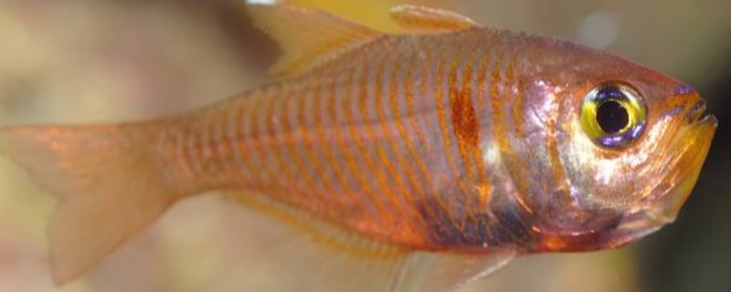 褐斑带天竺鲷是什么鱼?