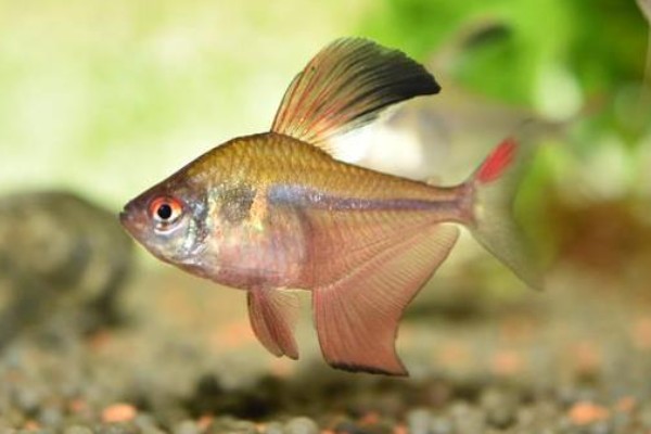 褐斑带天竺鲷是什么鱼?