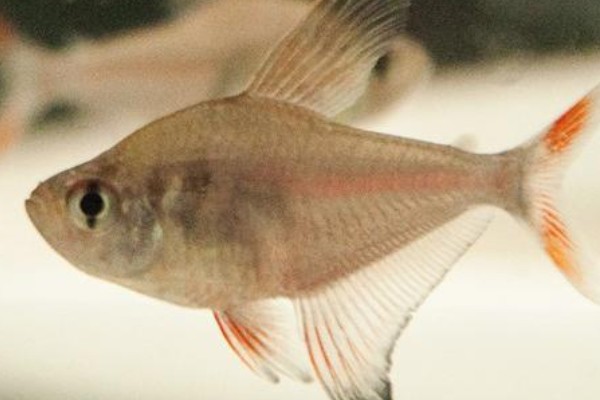 褐斑带天竺鲷是什么鱼?