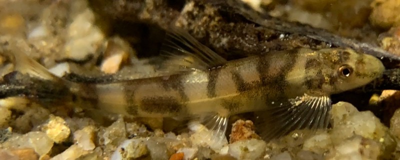 澜沧江华平鳅是什么鱼？