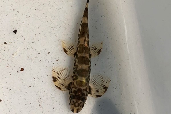 澜沧江华平鳅是什么鱼？