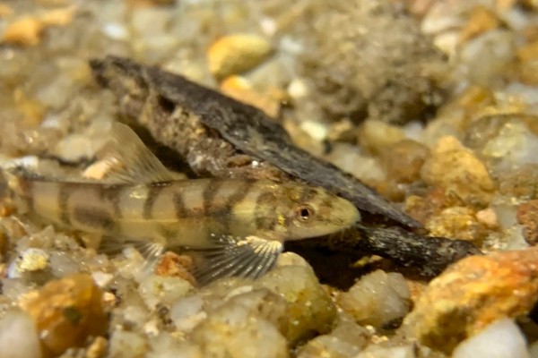 澜沧江华平鳅是什么鱼？