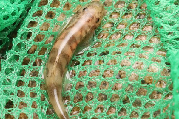 澜沧江华平鳅是什么鱼？