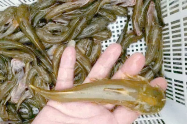 汉水后平鳅是什么鱼？