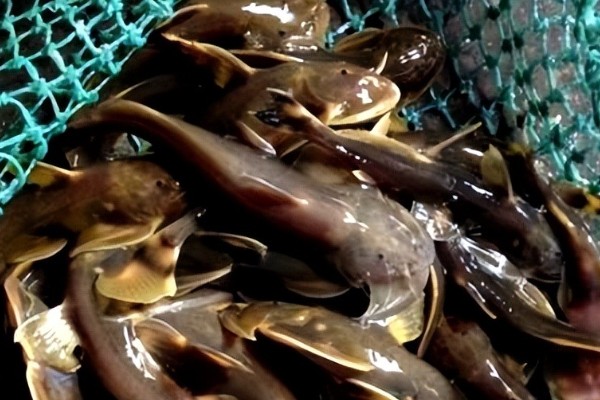 汉水后平鳅是什么鱼？