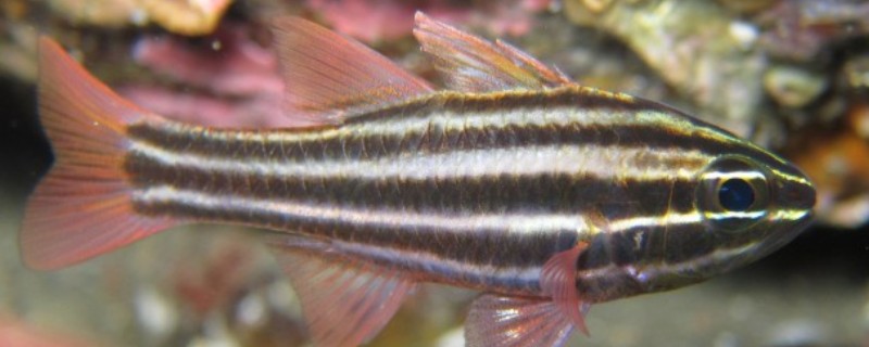 褐带天竺鲷是什么鱼?