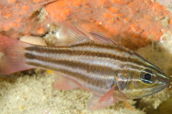 褐带天竺鲷是什么鱼？