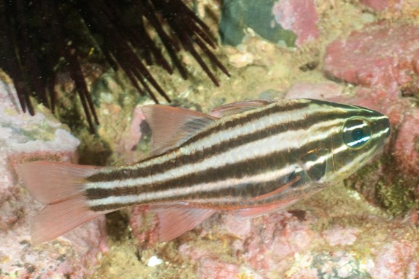 褐带天竺鲷是什么鱼？