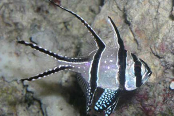 考氏鳍竺鲷是什么鱼？